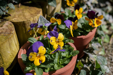 Close-up photo of cute yellow pansy flowers in bloom