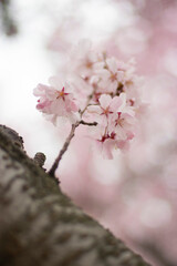 Naklejka premium 狭山池公園の河津桜
