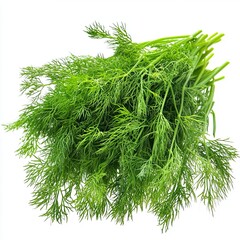 Fototapeta premium Fresh dill isolated on transparent png isolated on white background 