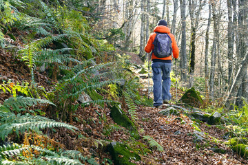 Fototapeta premium A man photographed from behind walks along a path in an autumn beech forest. A tourist with a backpack and hiking poles on the route to the Rogam location in the Komovi Nature Park, Montenegro