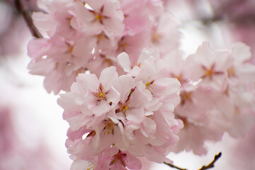 狭山池公園の河津桜