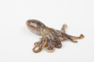 Octopus is a mollusk of the octopus family. It is similar to an octopus, but its body is about 20 to 30 cm long, short and round.