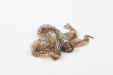 Octopus is a mollusk of the octopus family. It is similar to an octopus, but its body is about 20 to 30 cm long, short and round.