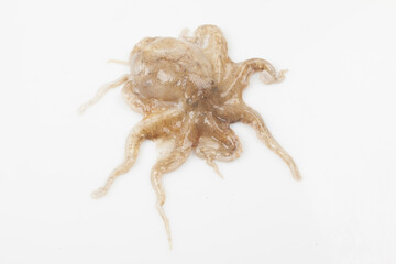Octopus is a mollusk of the octopus family. It is similar to an octopus, but its body is about 20 to 30 cm long, short and round.