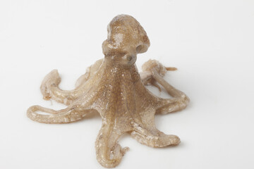 Fototapeta premium Octopus is a mollusk of the octopus family. It is similar to an octopus, but its body is about 20 to 30 cm long, short and round.