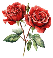 Naklejka premium PNG Flower roses illustration watercolor.