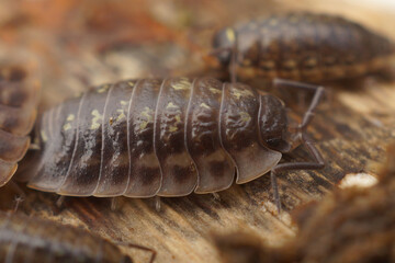 Detailed closeup of a group of isopods crawling on a dead piece of wood, showcasing their segmented bodies.