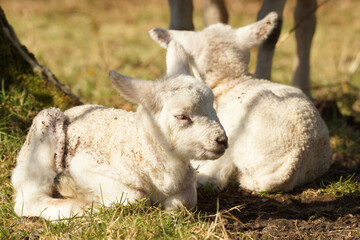 Two adorable white lambs resting peacefully in a grassy field, basking in the warm sunlight,...