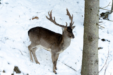 Young deer is hiding behind a tree in the winter