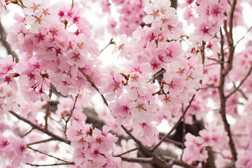 狭山池公園の河津桜
