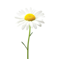 daisy isolated on white background