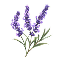Naklejka premium bunch of lavender