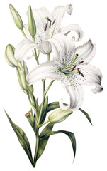 Obraz premium PNG White Lily branch lily illustration botanical.