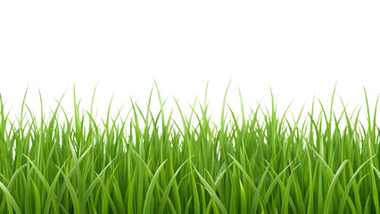 Fototapeta premium Lush Green Grass Blades in a Natural Pattern with White Background Isolated on Transparent Background