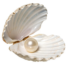 Open Seashell with Pearl, Isolated on Transparent Background: Detailed Illustration of a Natural Gem Enclosed in a Sea Shell