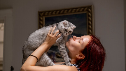 Sweet moments of affectionate play between a Scottish Fold house cat and its owner