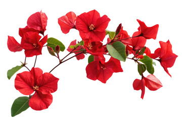 branch of red flower on transparent background