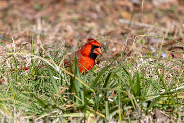 The northern cardinal (Cardinalis cardinalis) on the meadow.  Natural photo from North Carolina