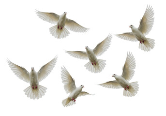 Obraz premium Isolated White Doves Soaring Gracefully in the Sky