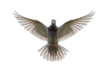 Isolated Pigeon Mid-Flight with Wings Spread Wide