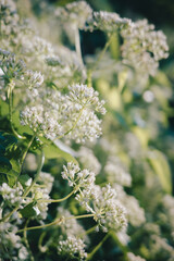 white flowers on a tree