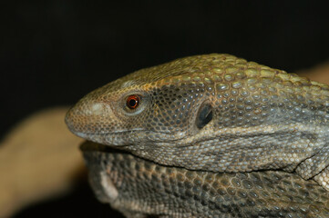 Closeup on a Savanah monitor, Varanus exanthematicus, in captivity