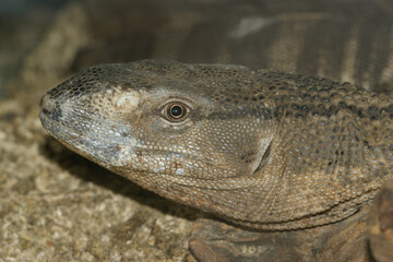 Closeup on a White throated monitor, Varanus albigularis of South Africa