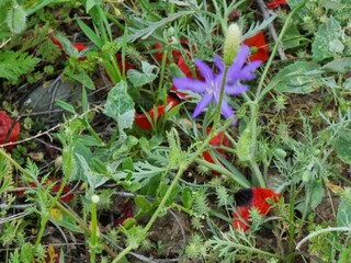 beautiful flowers in the field
