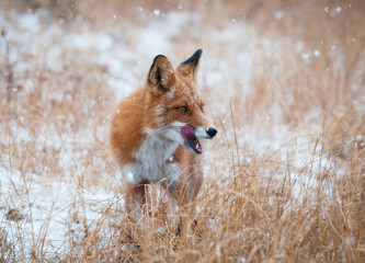 portrait of red fox in snow with tongue