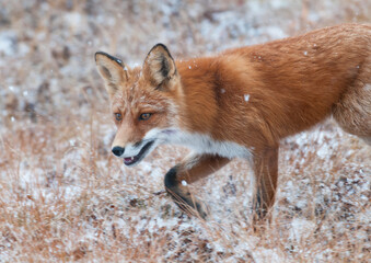 red fox in the snow