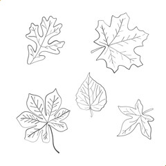 set of autumn leaves and plants line art summer drawing decor hand draw lines black ink sketches. vector illustration