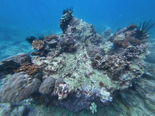 Underwater sea ocean water with beautiful diverse corals and fishes swimming 