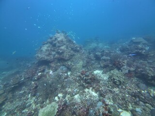 Underwater sea ocean water with beautiful diverse corals and fishes swimming 
