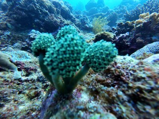 Underwater sea ocean water with beautiful diverse corals and fishes swimming 