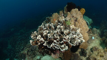 Underwater sea ocean water with beautiful diverse corals and fishes swimming 