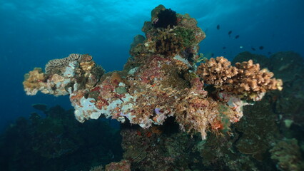 Underwater sea ocean water with beautiful diverse corals and fishes swimming 