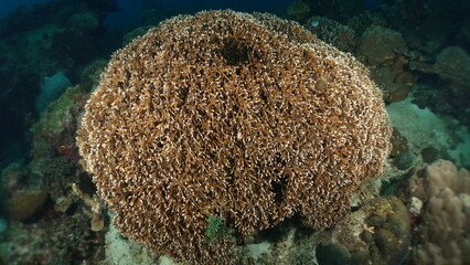 Obraz premium Underwater sea ocean water with beautiful diverse corals and fishes swimming 