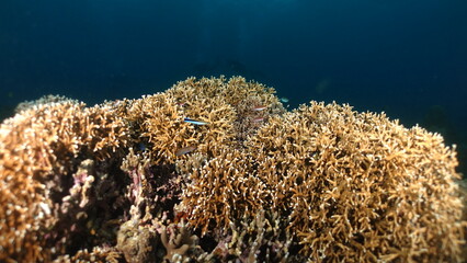 Underwater sea ocean water with beautiful diverse corals and fishes swimming 