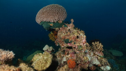 Underwater sea ocean water with beautiful diverse corals and fishes swimming 