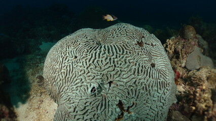 Fototapeta premium Marine life grooved Brain coral close up