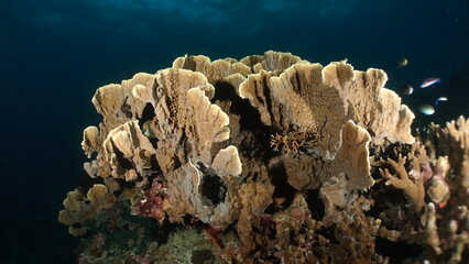 Underwater sea ocean water with beautiful diverse corals and fishes swimming 