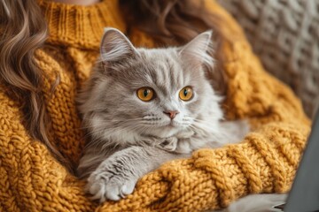 Cozy afternoon with a fluffy cat on a person's lap in a warm knitted sweater