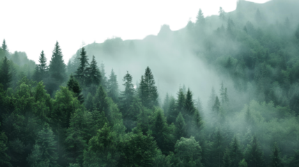 Evergreen forest covered by fog on transparent background