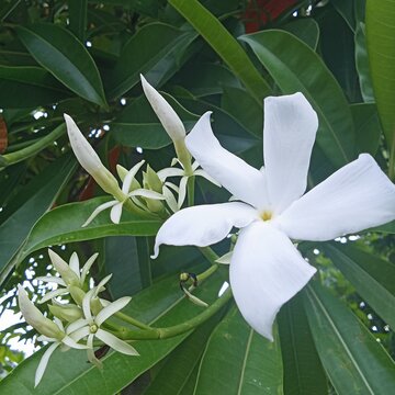 Beautiful bintaro tree flowers