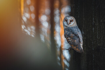 Burn owl (Tyto alba) sitting on tree in dark autumn forest. Autumn forest background. Autumn sunset.