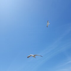 seagull flying in the sky