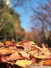 fallen leaves