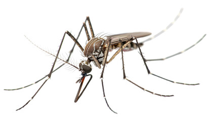 Asian tiger mosquito with transparent background biting and spreading disease