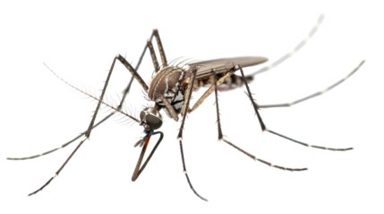 Asian tiger mosquito with transparent background biting and spreading disease