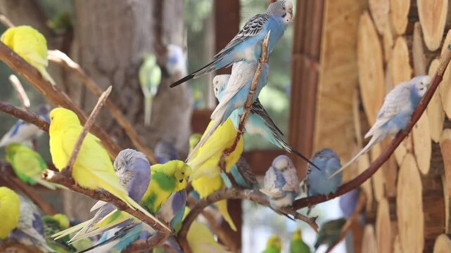 Yellow, blue and green budgie parakeets parrots on the branch of a tree at farm.